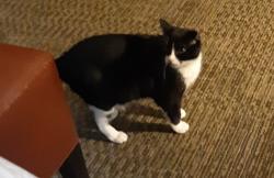 Lost Female Cat last seen Sea Mist Resort, Mashpee, MA 02649