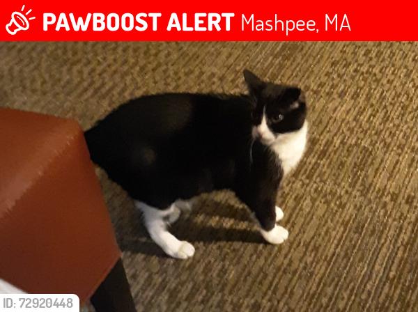 Lost Female Cat last seen Sea Mist Resort, Mashpee, MA 02649