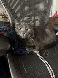 Reunited Male Cat last seen Tujunga ave and Aqua Vista, Los Angeles, CA 91602