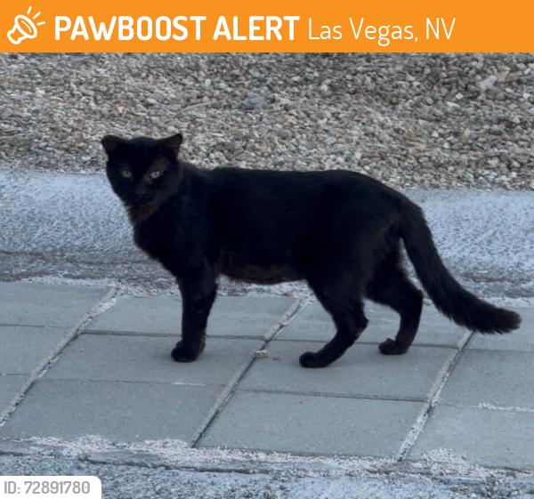 Found/Stray Unknown Cat last seen Vegas Drive and buffalo, Las Vegas, NV 89128