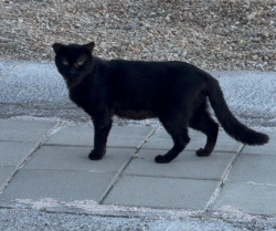 Found/Stray Unknown Cat last seen Vegas Drive and buffalo, Las Vegas, NV 89128