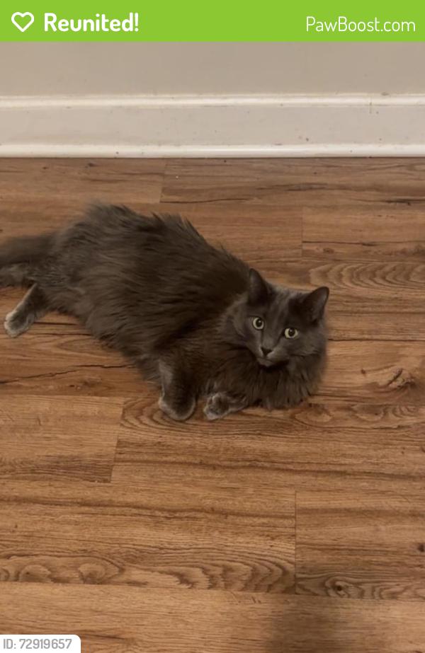 Reunited Female Cat last seen Near W Rosemont, Chicago, IL 60659