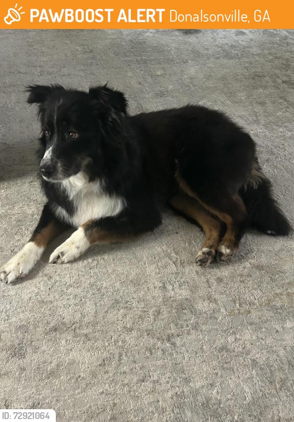 Found/Stray Female Dog last seen GA 91 and GA 285, Donalsonville, GA 39845