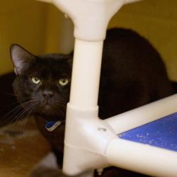 Shelter Stray Male Cat last seen , Memphis, TN 38133