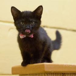 Shelter Stray Male Cat last seen , Memphis, TN 38133