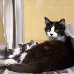 Shelter Stray Female Cat last seen , Memphis, TN 38133
