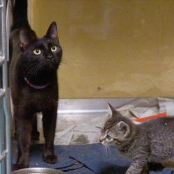 Shelter Stray Female Cat last seen , Memphis, TN 38133