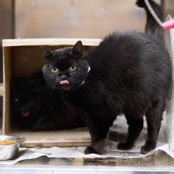Shelter Stray Female Cat last seen , Memphis, TN 38133