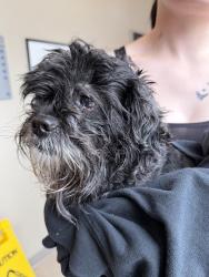 Found/Stray Male Dog last seen Near chambersburg hosp, Chambersburg, PA 17201
