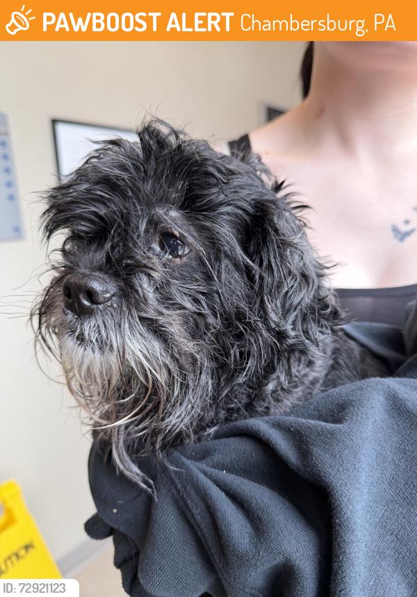 Found/Stray Male Dog last seen Near chambersburg hosp, Chambersburg, PA 17201