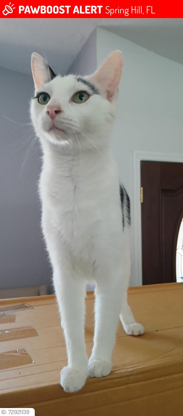 Lost Male Cat last seen Woodland Waters Blvd, Spring Hill, FL 34613