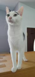 Lost Male Cat last seen Woodland Waters Blvd, Spring Hill, FL 34613