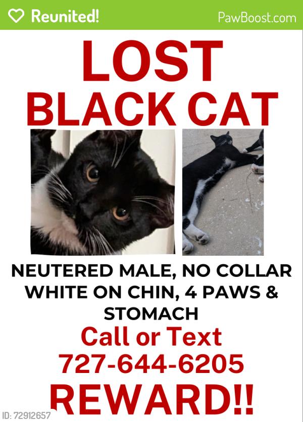 Reunited Male Cat last seen Meridian Blvd, Bayonet Point, FL 34667