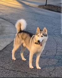 Reunited Male Dog last seen He js ran away and never returned, haven’t found him since me, Winston-Salem, NC 27107