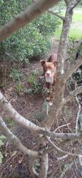 Found/Stray Male Dog last seen N. Pinewood Ln, Cut and Shoot, TX 77306