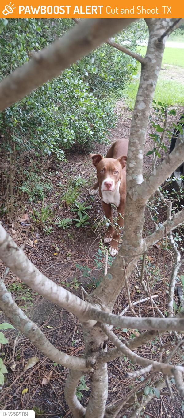 Found/Stray Male Dog last seen N. Pinewood Ln, Cut and Shoot, TX 77306