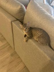 Reunited Female Cat last seen Chasing a Rabbit down rusty Spur, Krum, TX 76249