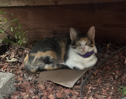 Reunited Female Cat last seen Humboldt Ave. and Sycamore St., Chico, CA 95928