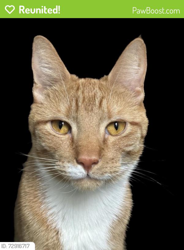 Reunited Male Cat last seen 87th street between 107 and Liberty Avenues , Queens, NY 11416