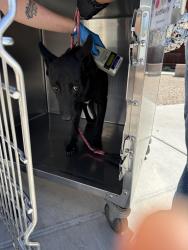Found/Stray Female Dog last seen Camino de fray Marcos , Catalina Foothills, AZ 85718