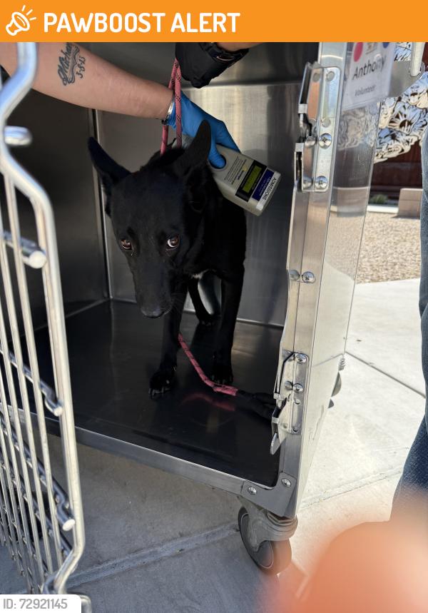 Found/Stray Female Dog last seen Camino de fray Marcos , Catalina Foothills, AZ 85718
