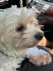 Reunited Female Dog last seen Alafaya Trail & East Mitc Hammock Rd. , Oviedo, FL 32765
