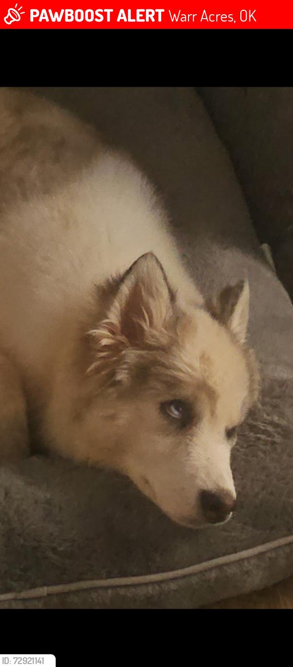 Lost Male Dog last seen 63rd and MacArthur , Warr Acres, OK 73122
