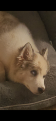 Lost Male Dog last seen 63rd and MacArthur , Warr Acres, OK 73122