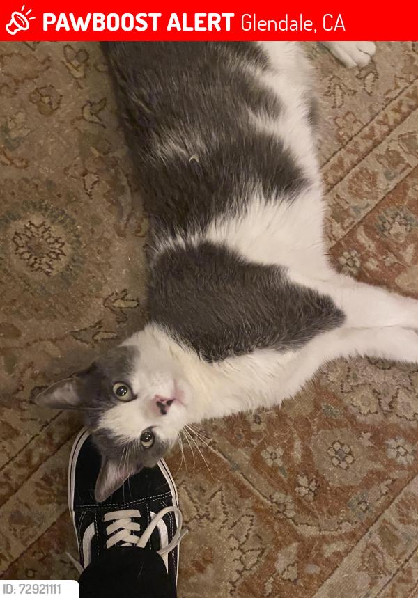 Lost Male Cat last seen La Crescenta Avenue, Glendale, CA 91208