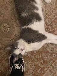 Lost Male Cat last seen La Crescenta Avenue, Glendale, CA 91208