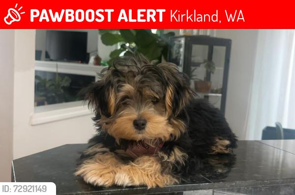 Lost Female Dog last seen Near 126th Ave NE Kirkland, WA  98033 United States, Kirkland, WA 98033