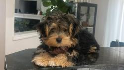 Lost Female Dog last seen Near 126th Ave NE Kirkland, WA  98033 United States, Kirkland, WA 98033