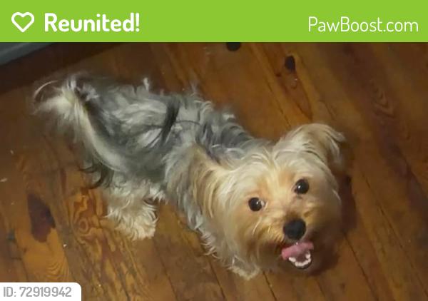Reunited Female Dog last seen Woodlea Ave, Baltimore, MD 21206