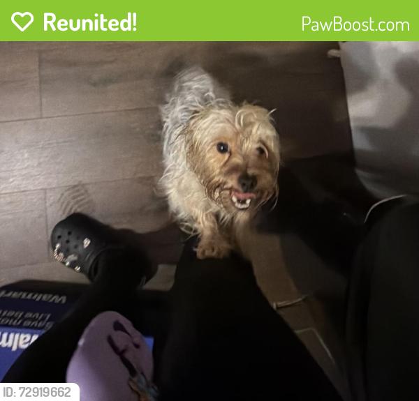 Reunited Female Dog last seen Near Woodlea Ave 21206, Baltimore, MD 21206