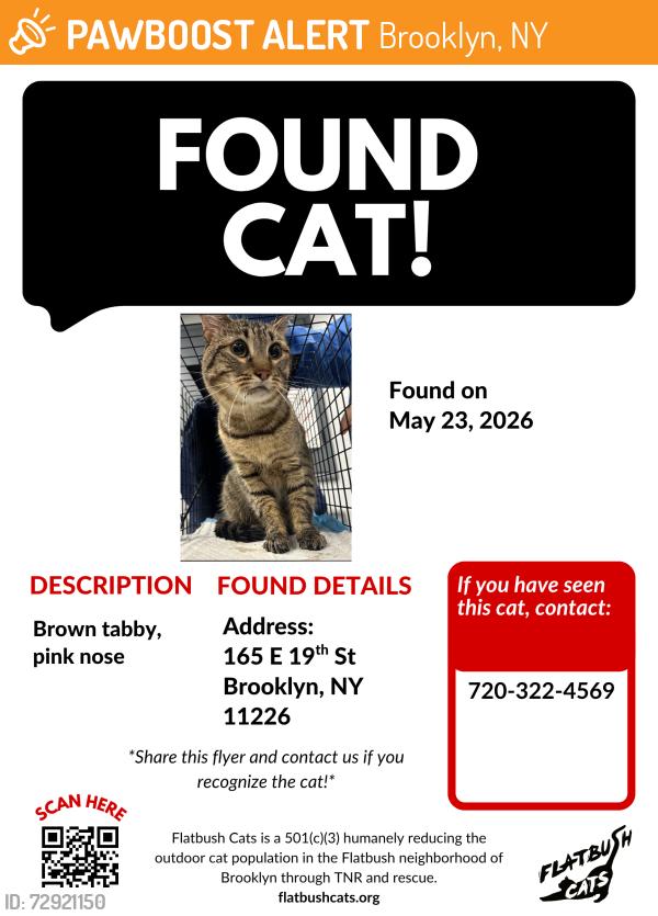 Found/Stray Unknown Cat last seen E 19th St and Beverley Rd, Brooklyn, NY 11226