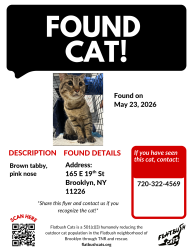 Found/Stray Unknown Cat last seen E 19th St and Beverley Rd, Brooklyn, NY 11226
