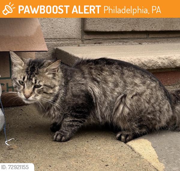 Found/Stray Unknown Cat last seen 19th St & Parish, Philadelphia, PA 19130