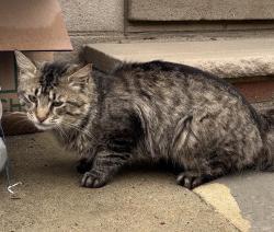 Found/Stray Unknown Cat last seen 19th St & Parish, Philadelphia, PA 19130