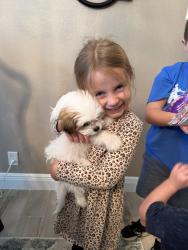 Lost Male Dog last seen Angelina and Haynes in Midland, Midland, TX 79707