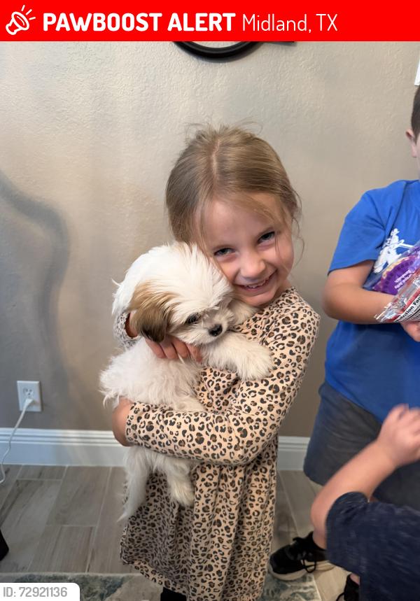 Lost Male Dog last seen Angelina and Haynes in Midland, Midland, TX 79707