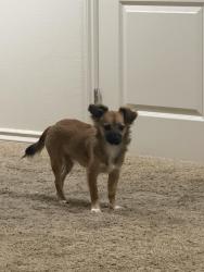 Lost Male Dog last seen Hualapi and Elkhorn, Las Vegas, NV 89166