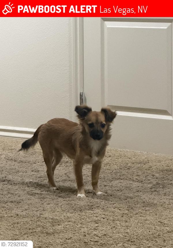 Lost Male Dog last seen Hualapi and Elkhorn, Las Vegas, NV 89166