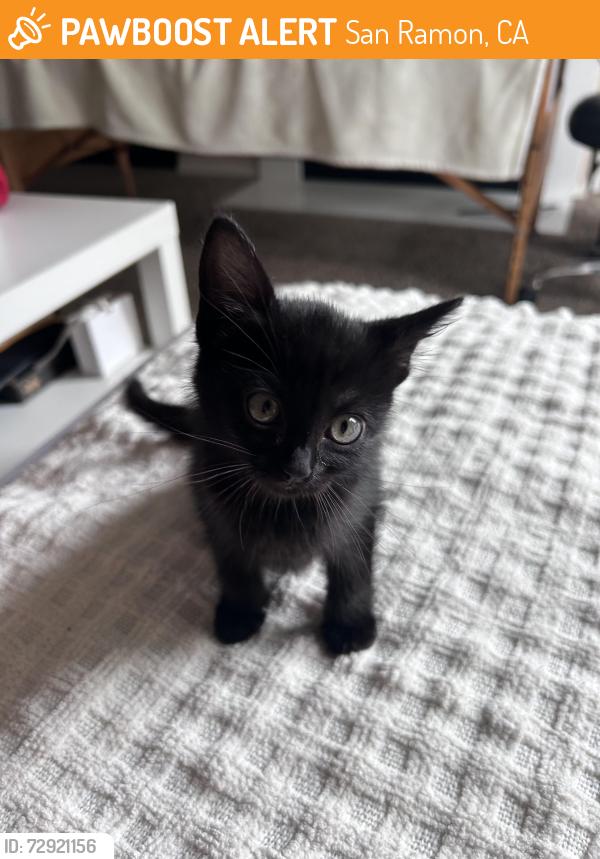 Found/Stray Female Cat last seen San Ramon, San Ramon, CA 94583