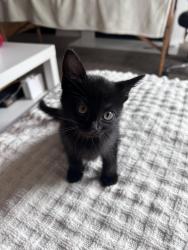 Found/Stray Female Cat last seen San Ramon, San Ramon, CA 94583