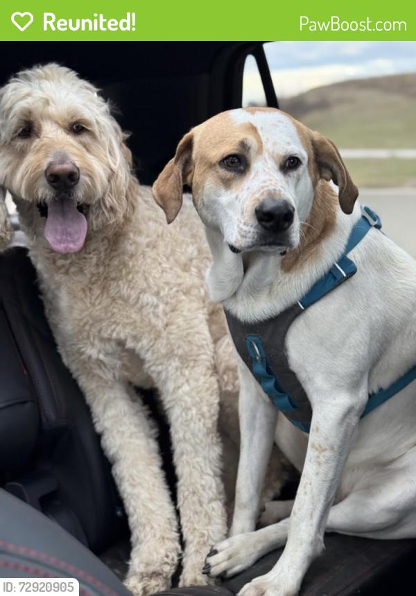 Reunited Male Dog last seen Congo Rd, Bechtelsville, PA 19505