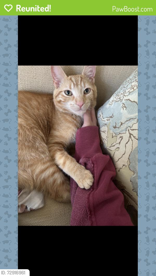 Reunited Male Cat last seen South county road 1050 east , Hendricks County, IN 46231