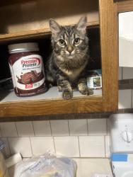 Lost Female Cat last seen Our backyard , Tulsa, OK 74133
