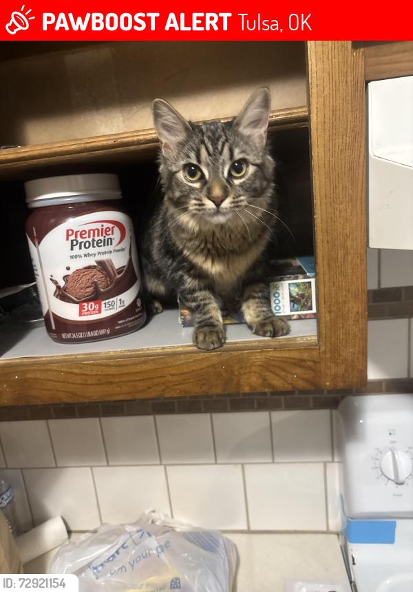 Lost Female Cat last seen Our backyard , Tulsa, OK 74133
