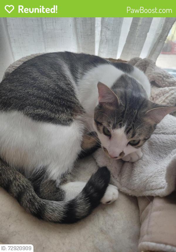 Reunited Male Cat last seen York St and Grove St, Jersey City, NJ 07302