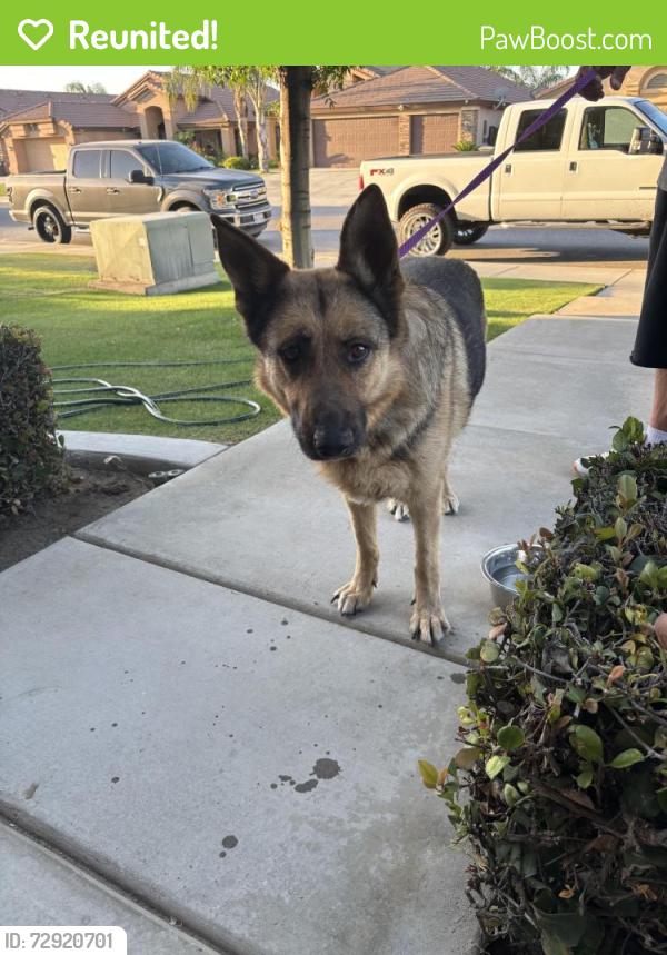 Reunited Male Dog last seen Harris and Old Riber, Bakersfield, CA 93311